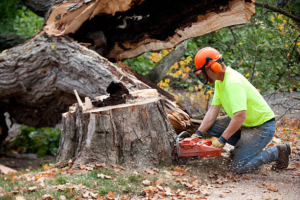 Best Tree Removal Near Me  in Howards Grove, WI